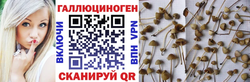 Псилоцибиновые грибы прущие грибы  где купить наркотик  Багратионовск 
